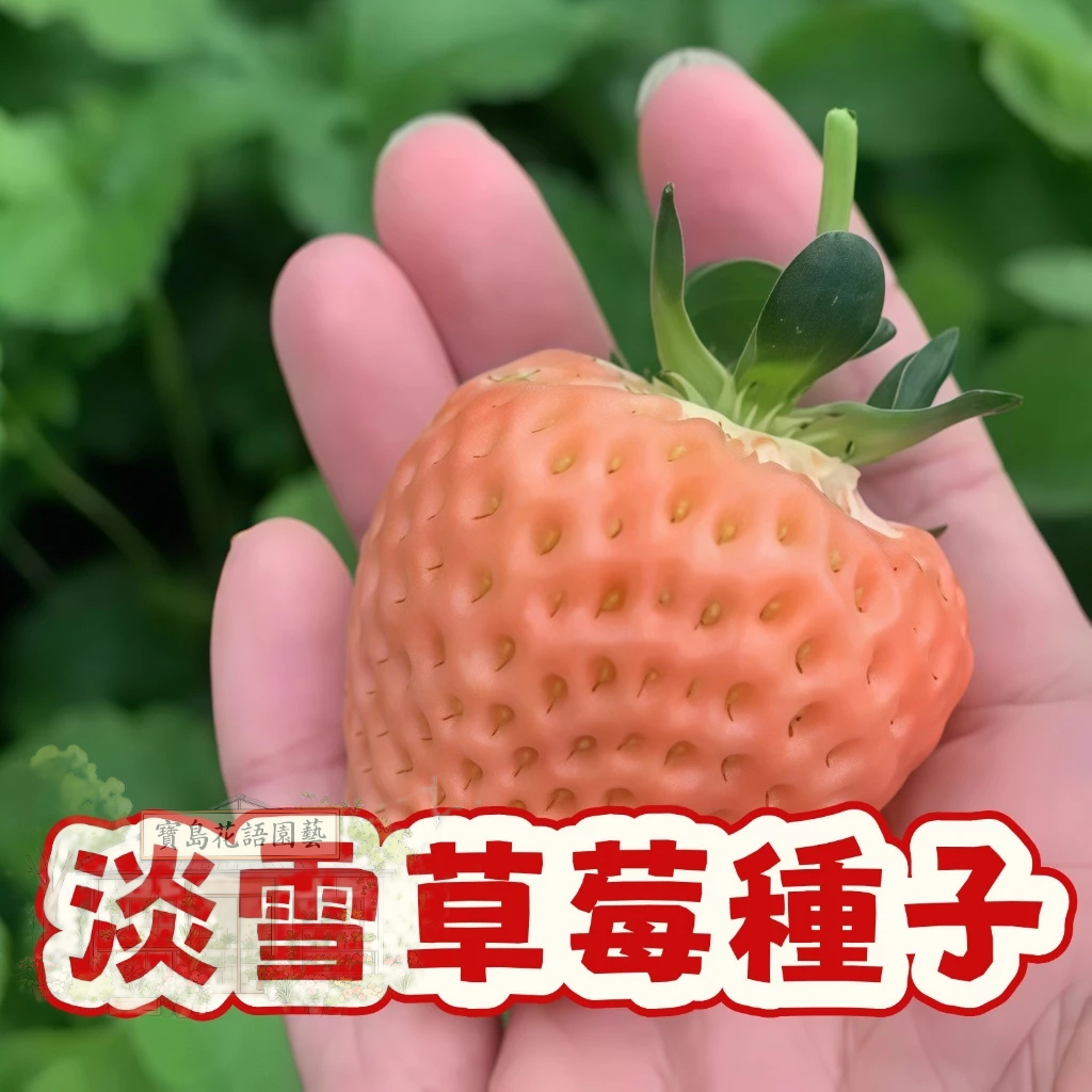 🍓草莓種子 【淡雪草莓種子】當季新籽 發芽率高 易種植 產量高 美味可口 營養豐富 庭院陽台盆栽 #Strawberr