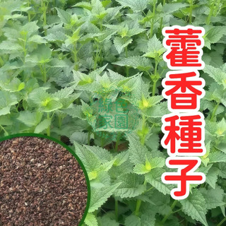 藿香種子 正宗芳療食用兩用 廚房香草 提神醒腦 盆栽園藝 自種香草植物 療癒紓壓 觀葉綠植 可泡茶入菜