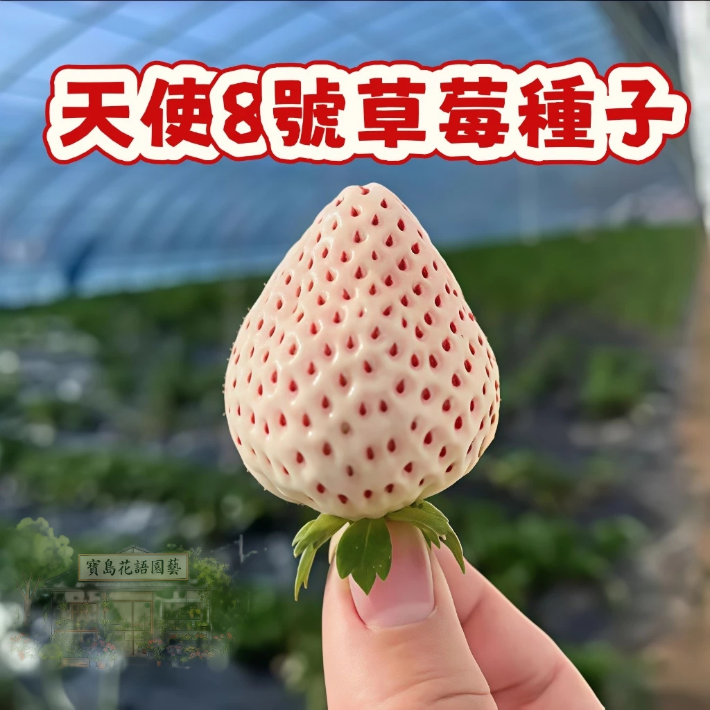 🍓草莓種子 【 天使8號草莓種子】當季新籽 發芽率高 營養豐富 四季結果 果甜味甜 新手易種植#Strawberr