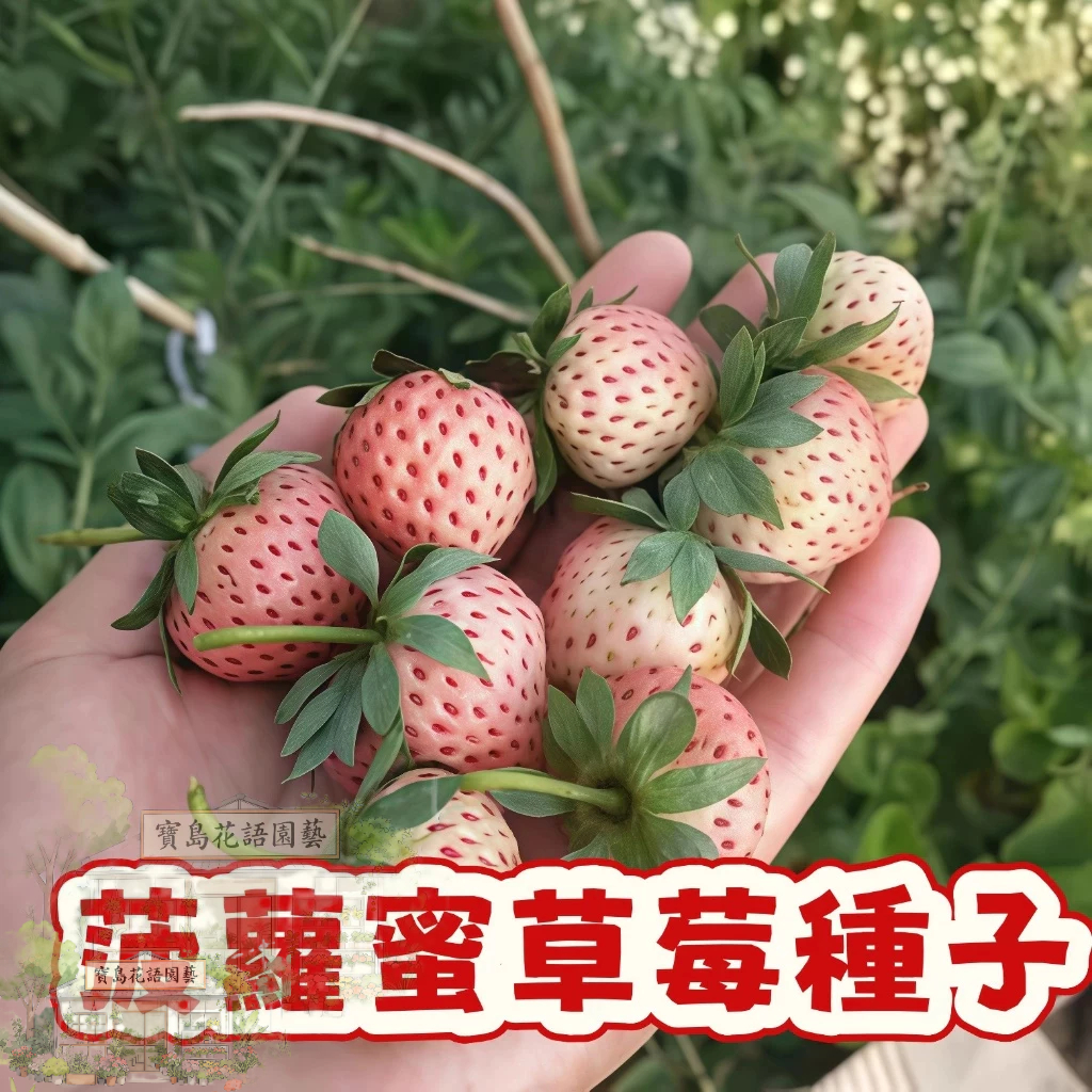🍓草莓種子 【菠蘿蜜草莓種子】陽台庭院盆栽植物種子  四季種植當年結果  精選高發芽率95% #Strawberr