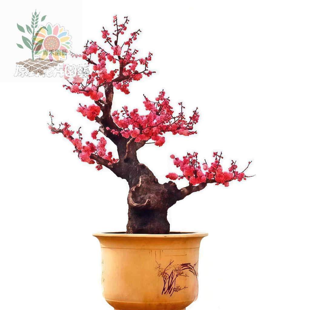 紅梅盆栽的價格推薦- 2026年3月| 比價比個夠BigGo