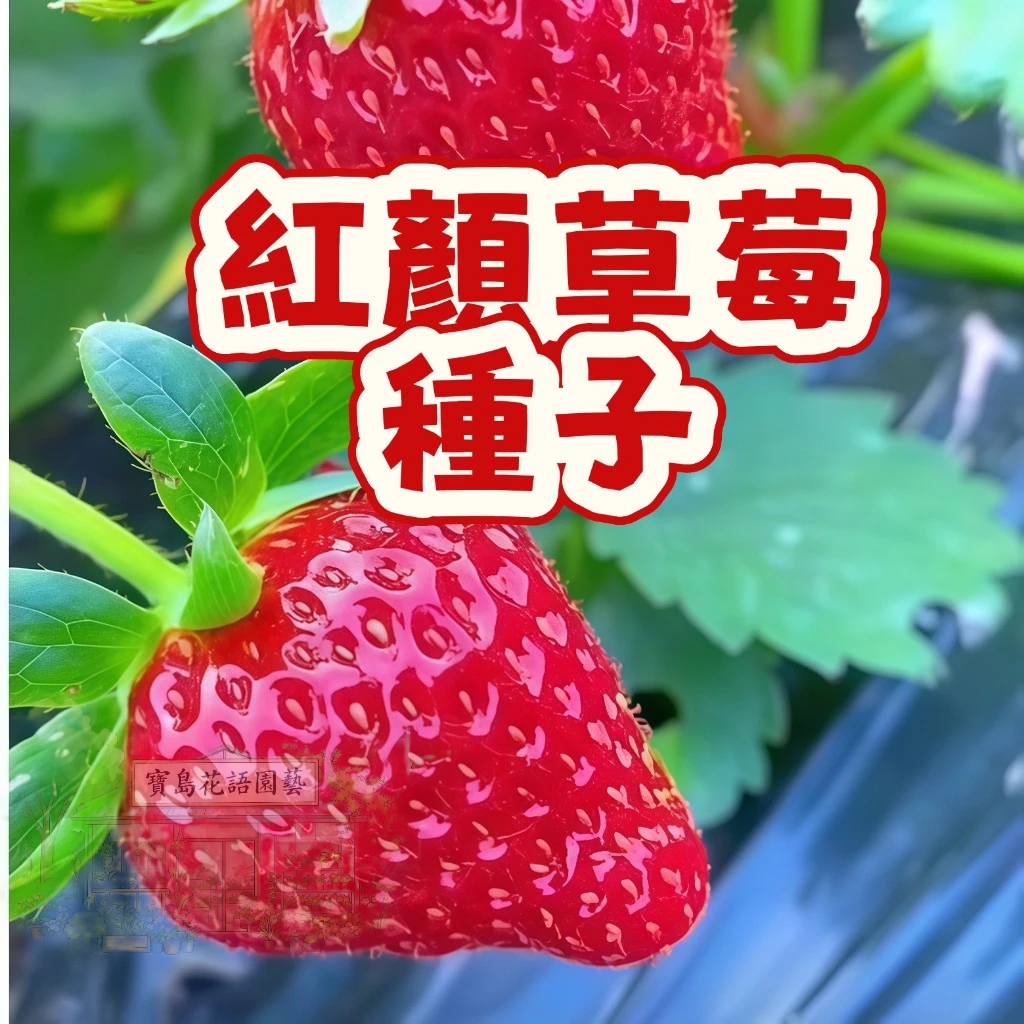 🍓草莓種子 【紅顏草莓種子】當季新籽 發芽率高 易種植 產量高 美味可口 營養豐富 庭院陽台盆栽 #Strawberr