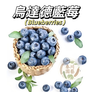 台灣現貨（烏達德藍莓種子BM-11）進口品種 中等偏大顆、果皮較厚、果肉硬實，味道微甜帶有草味與果香味 水果種子藍莓種子
