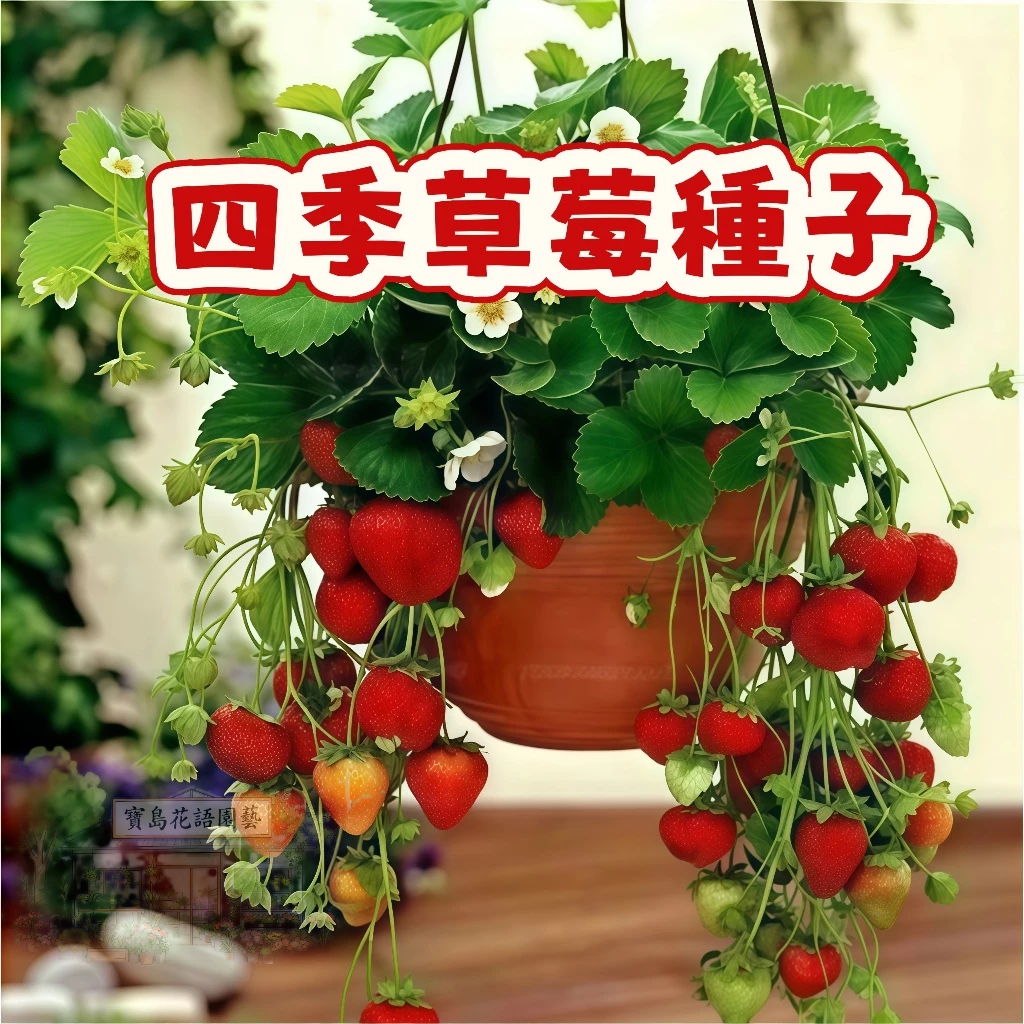 🍓草莓種子 【 四季草莓種子】當季新籽 發芽率高 易種植 產量高 美味可口 營養豐富 庭院陽台盆栽#Strawberr