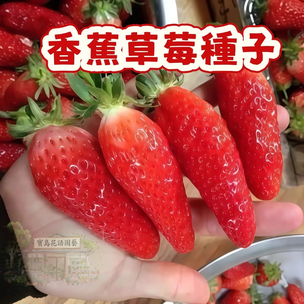 🍓草莓種子 【 香蕉草莓種子】當季新籽 發芽率高 易種植 產量高 美味可口 營養豐富 庭院陽台盆栽 #Strawberr