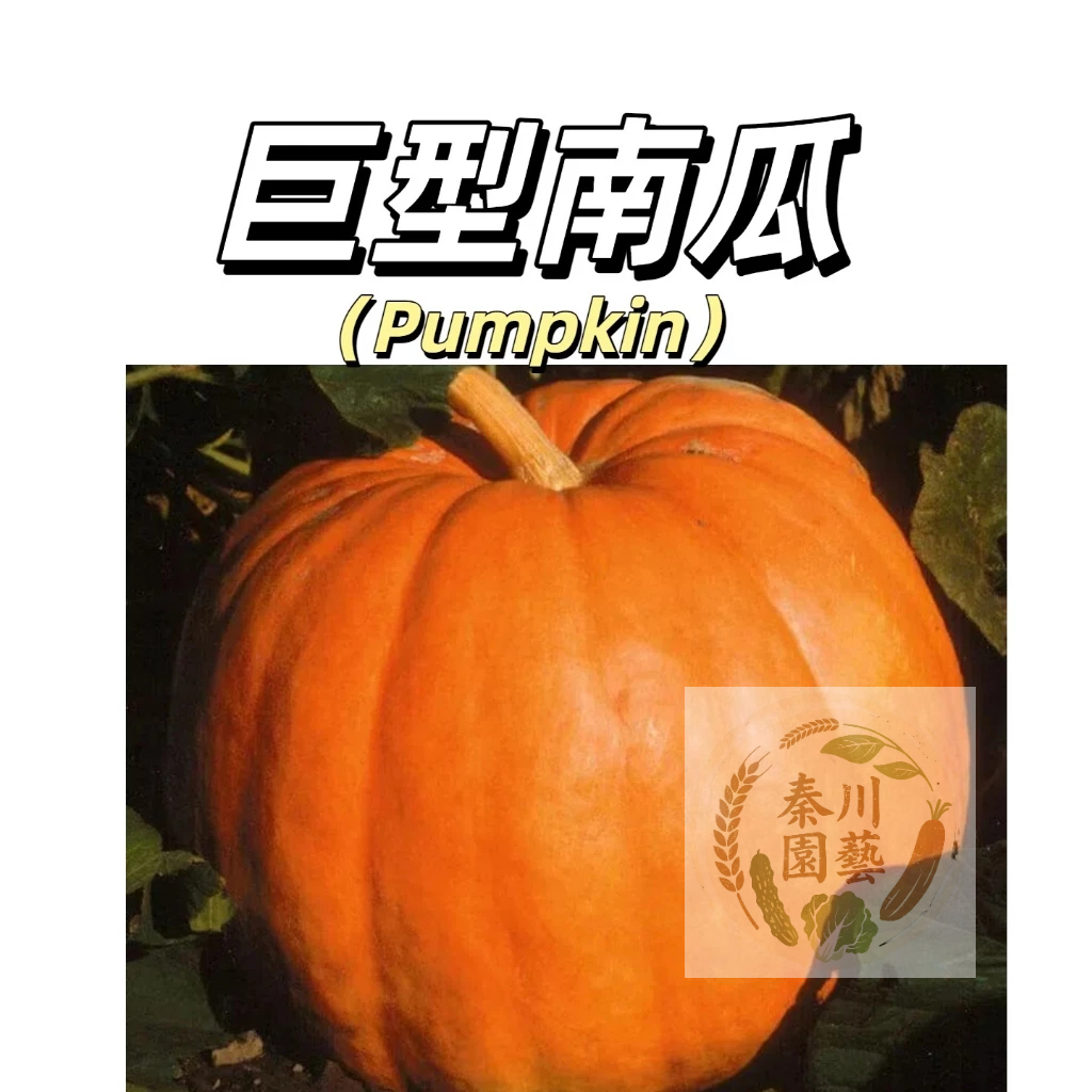 嘉義現貨（巨型南瓜NG-10）高產好癢易活，果實巨大~口感粉糯、軟綿且帶有微微的甜味，質地紮實@食用蔬菜種子