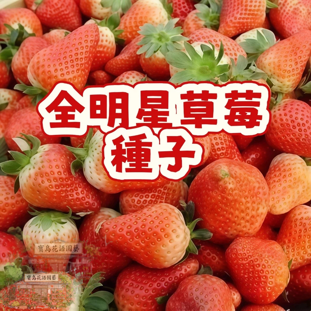 🍓草莓種子 【 全明星草莓種子】陽台庭院盆栽植物種子  四季種植當年結果  精選高發芽率80% #Strawberr