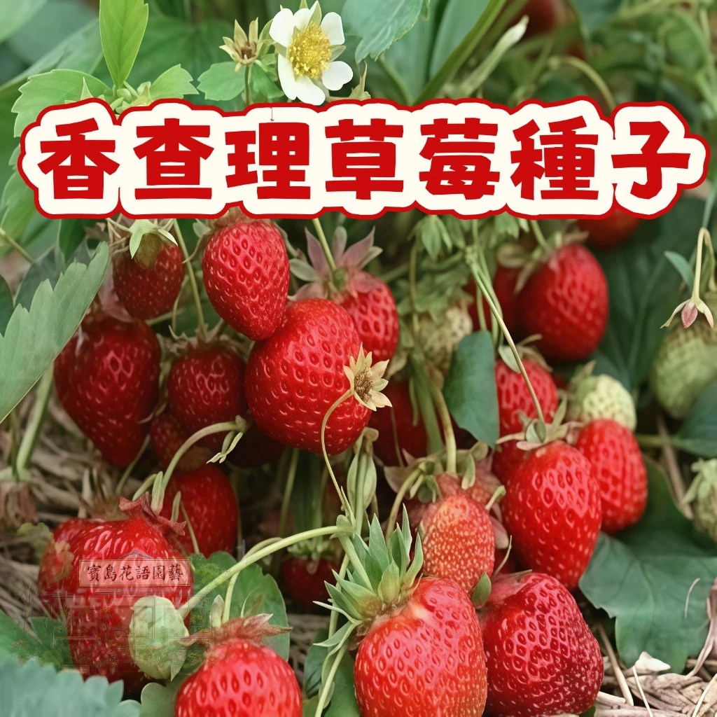 🍓草莓種子 【 香查理草莓種子】當季新籽 發芽率高 營養豐富 四季結果 果甜味甜 新手易種植#Strawberr