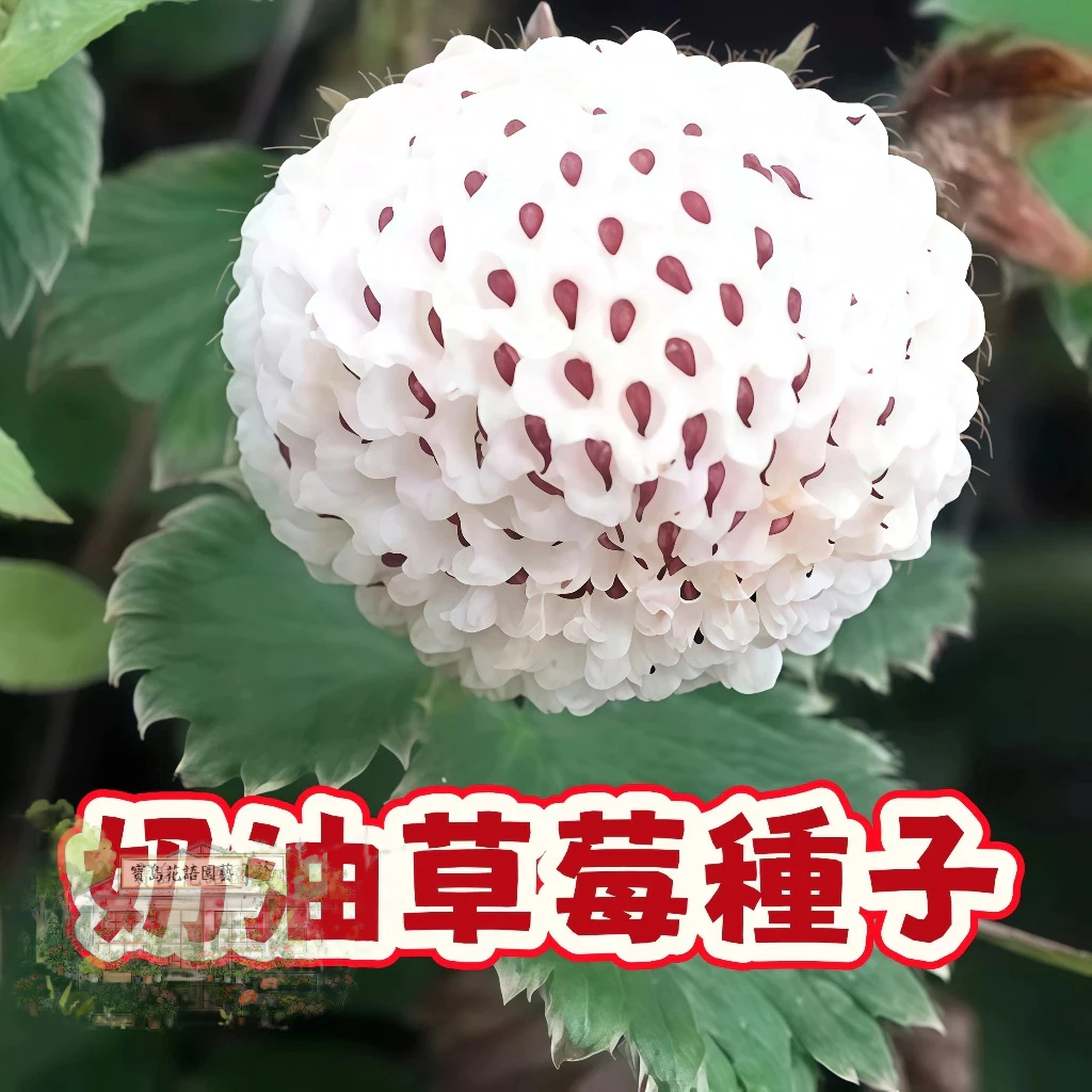 🍓草莓種子 【草莓種子】陽台庭院盆栽植物種子  四季種植當年結果  精選高發芽率95% #Strawberr