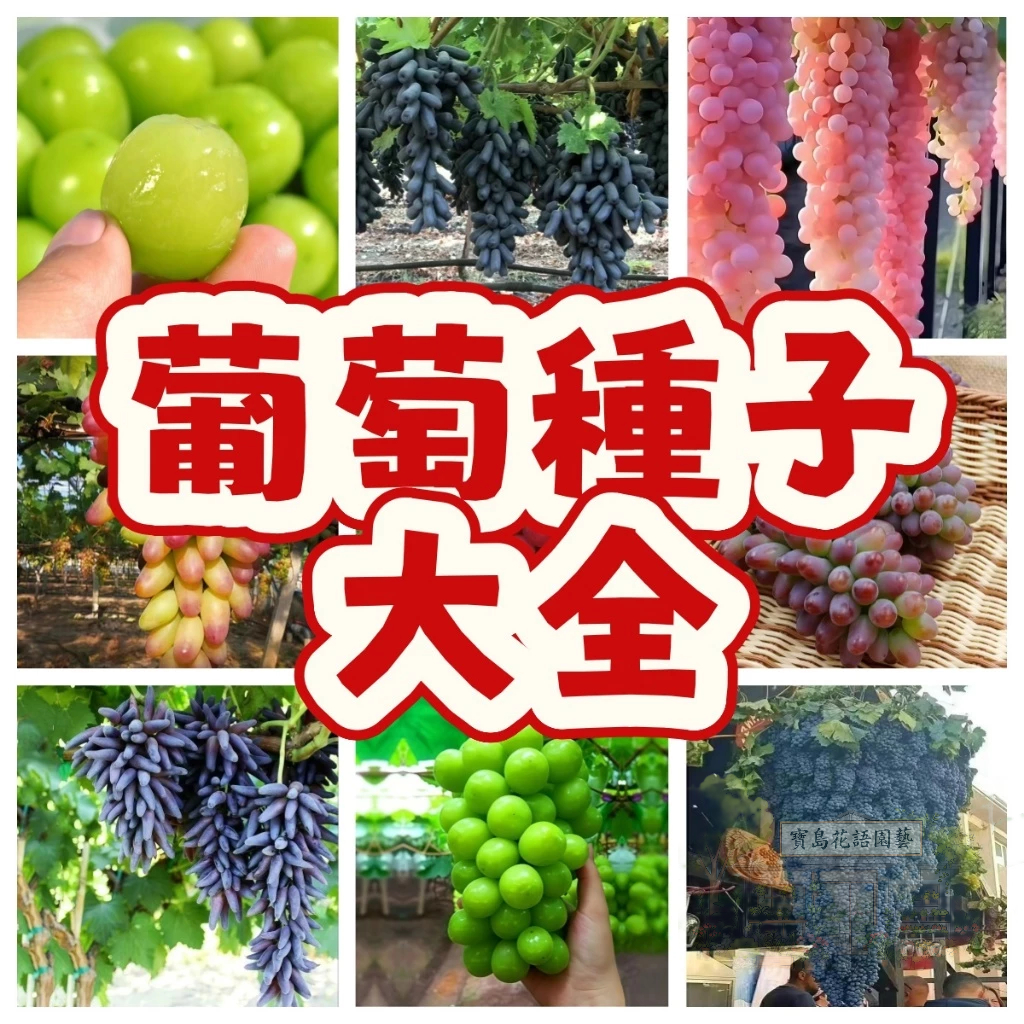 🍇葡萄種子 台灣現貨現發 超低價 黑加侖葡萄種子綠寶石葡萄種子 多品種葡萄 葡萄種子 葡萄 水果種子 盆栽 庭院四季播