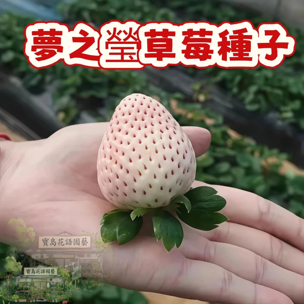 🍓草莓種子 【 夢之瑩草莓種子】陽台庭院盆栽植物種子  四季種植當年結果  精選高發芽率95% #Strawberr
