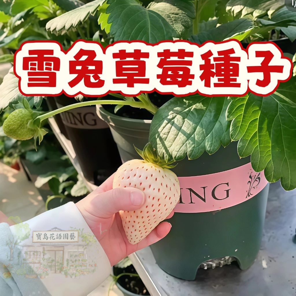 🍓草莓種子 【 雪兔草莓種子】當季新籽 發芽率高 營養豐富 四季結果 果甜味甜 新手易種植 #Strawberr