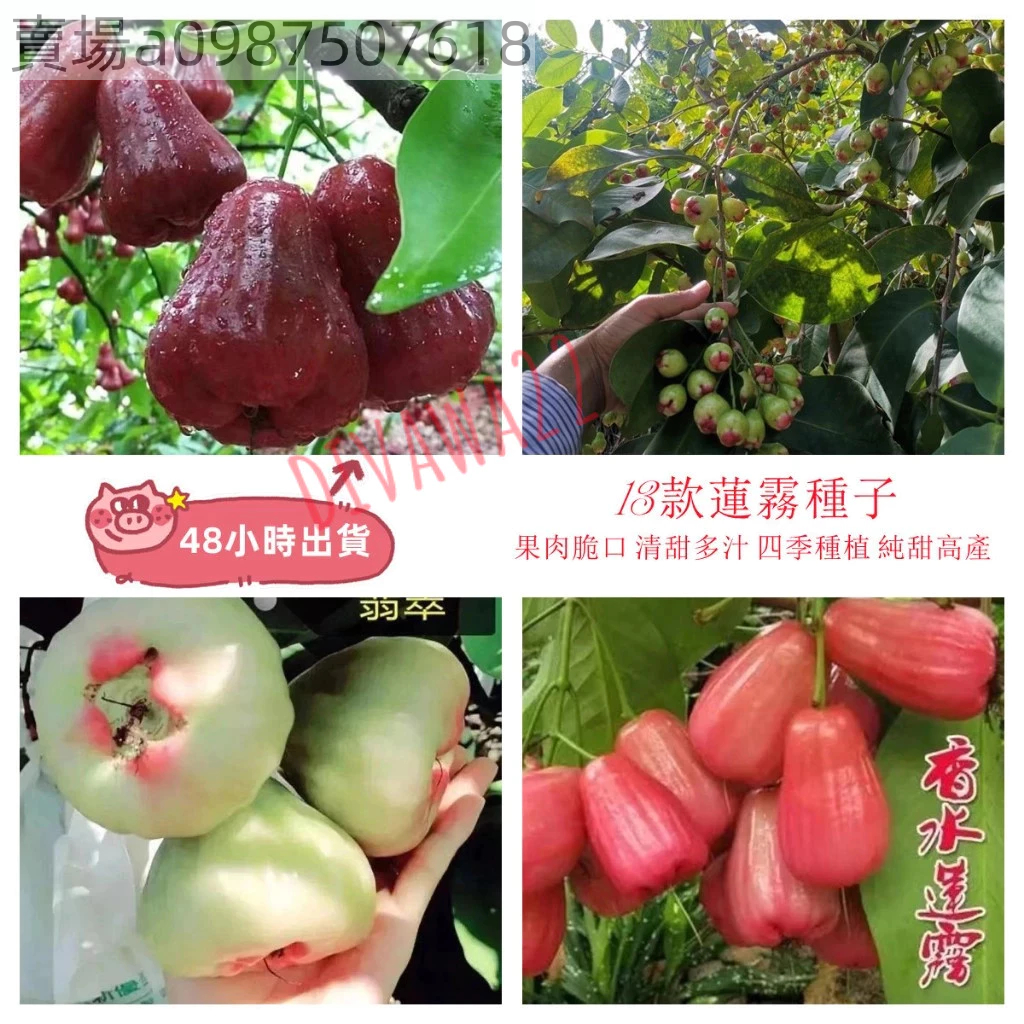 黑金剛蓮霧｜優惠推薦- 蝦皮購物- 2026年2月