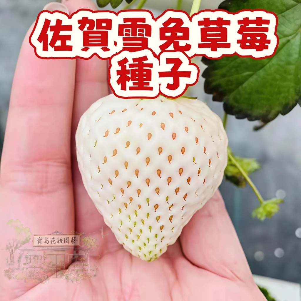 🍓草莓種子 【 佐賀雪免草莓種子】當季新籽 發芽率高 營養豐富 四季結果 果甜味甜 新手易種植 #Strawberr