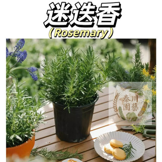 嘉儀現貨（迷迭香種子）新手易種~進化空氣~（可做乾燥花.香袋.壓花.薰香料,香草茶.調味料.驅蟲劑)#香草類種子