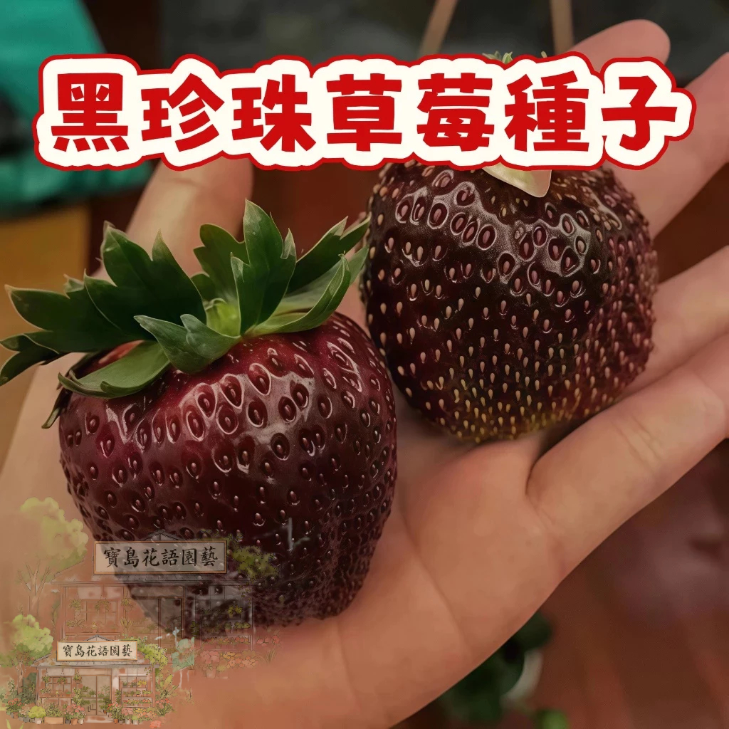🍓草莓種子 【黑珍珠草莓種子】陽台庭院盆栽植物種子  四季種植當年結果  精選高發芽率95% #Strawberr
