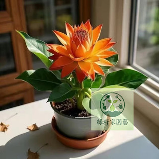 地湧金蓮- FindPrice 價格網2026年9月熱門拍賣商品