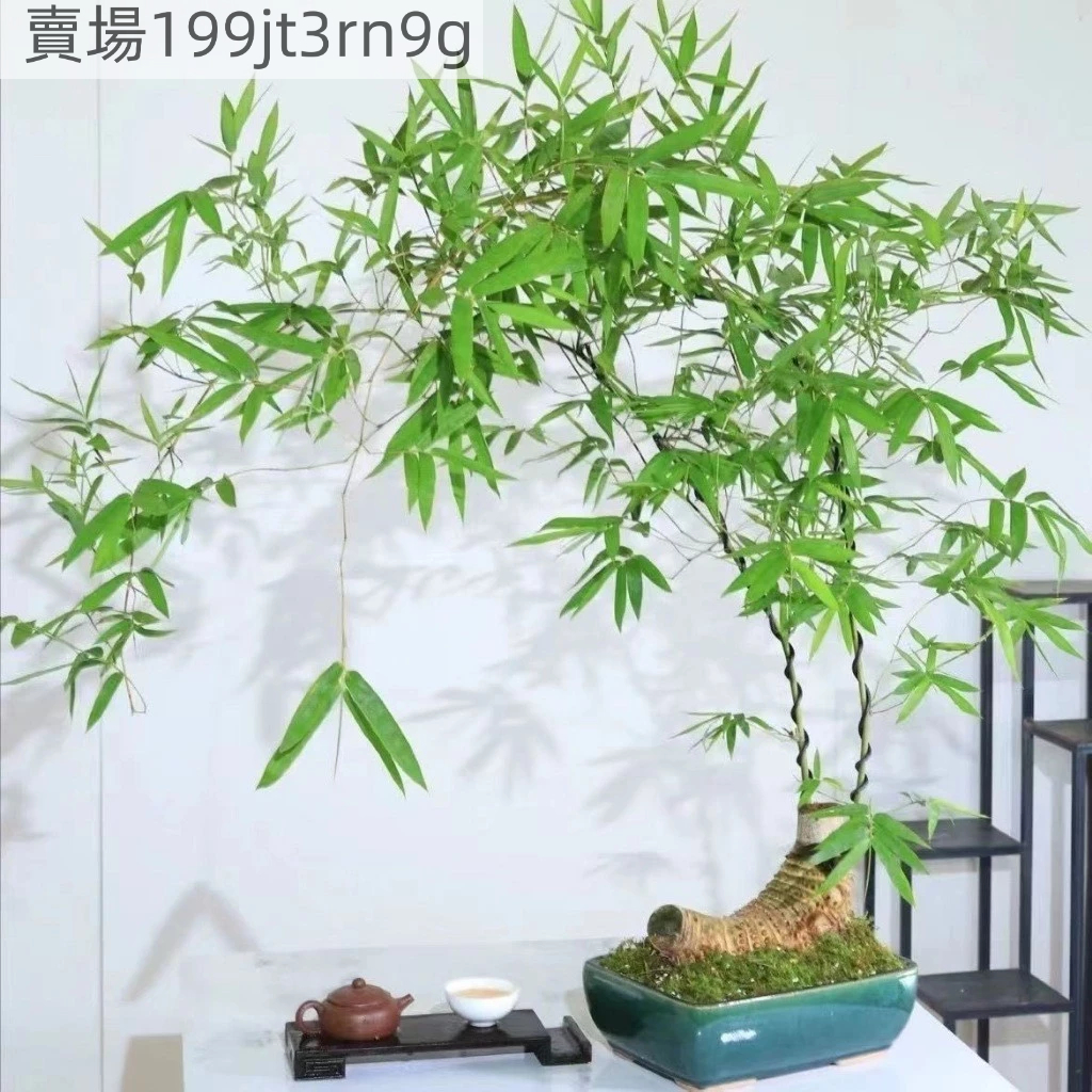 小葉簕竹的價格推薦- 2026年9月| 比價比個夠BigGo