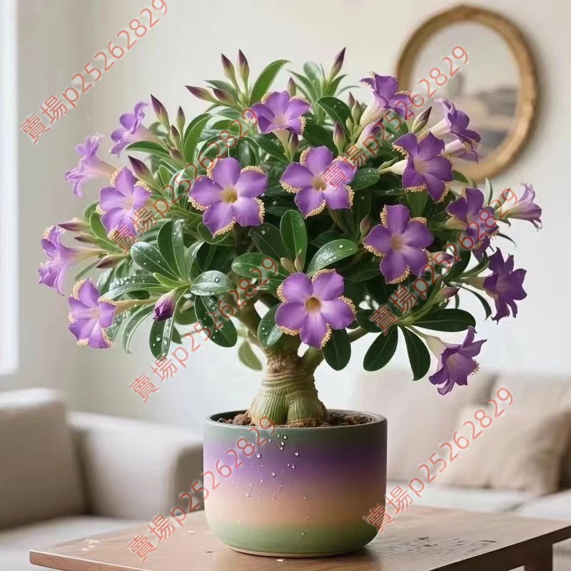 現貨 新種 沙漠玫瑰種子(250粒）四季種植 重瓣沙漠玫瑰花種子 庭院室內外陽臺 多年生好養花卉 四季開花 簡單易種