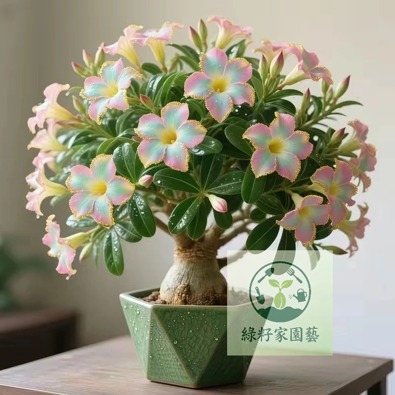 （快速出貨）沙漠玫瑰種子 重瓣沙漠玫瑰花種子 庭院室內外陽臺 多年生好養花卉 四季開花 簡單易種 超高發芽率98超低價