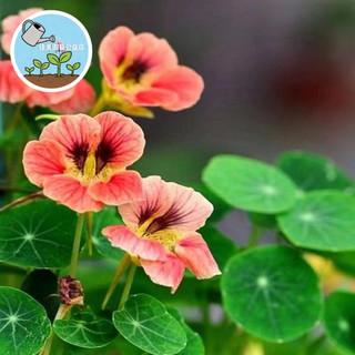 爬藤爆花推薦🌟 旱金蓮 金蓮花 混色種子 可泡茶做醬 驅趕蚜蟲白蝶 生態共生 寵物友善(限貓狗) 四季可播