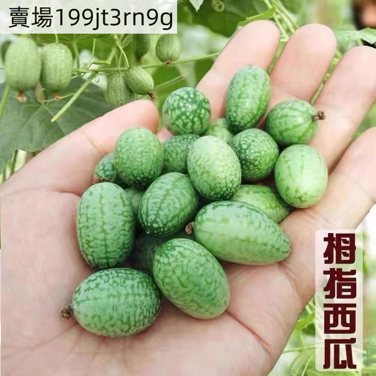 現貨 拇指西瓜（150粒） 盆栽西瓜 高產水果 維C高能量 高產西瓜 一株結多瓜 四季種植 薄皮迷你西瓜種子 正品保證