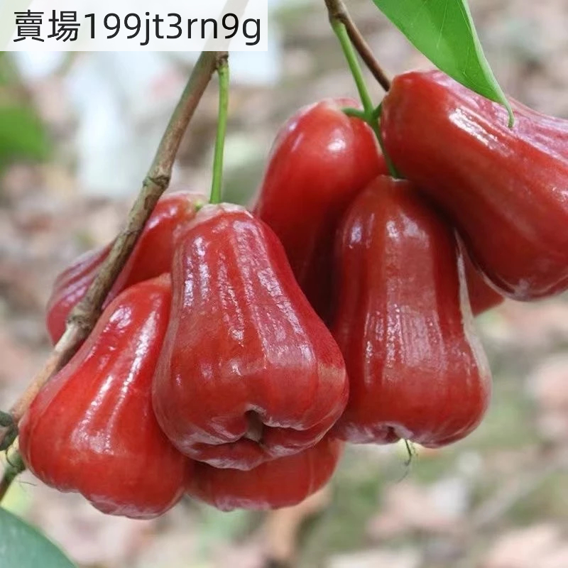 黑金剛蓮霧｜優惠推薦- 蝦皮購物- 2026年6月
