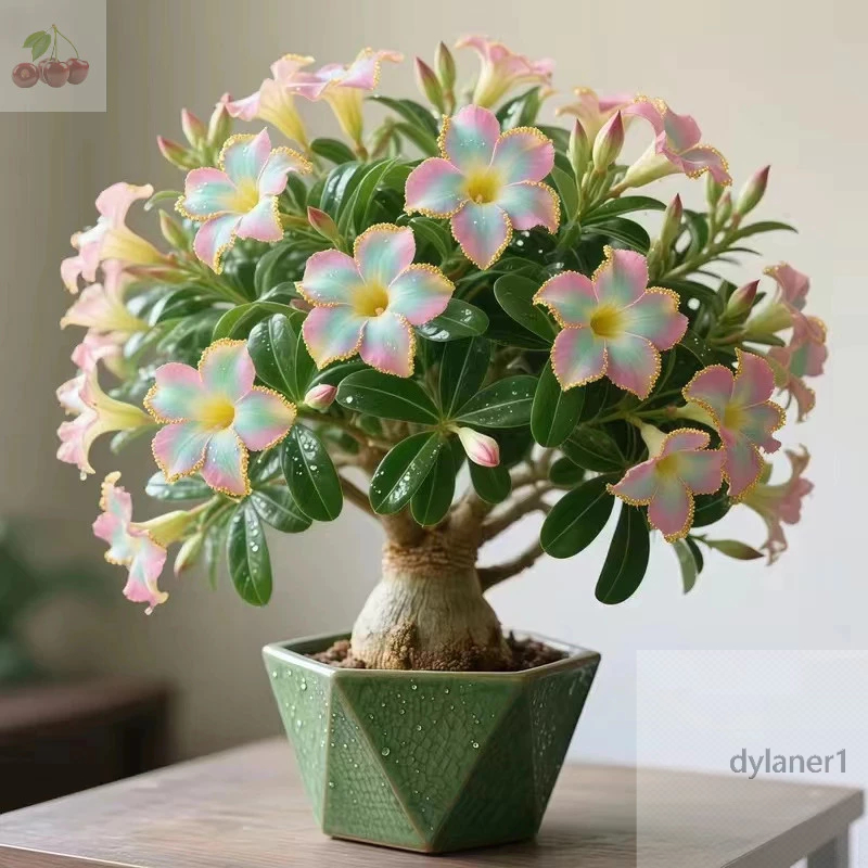 沙漠玫瑰種子 重瓣沙漠玫瑰花種子 庭院室內外陽臺 多年生好養花卉 四季開花 簡單易種 超高發芽率98% 超值