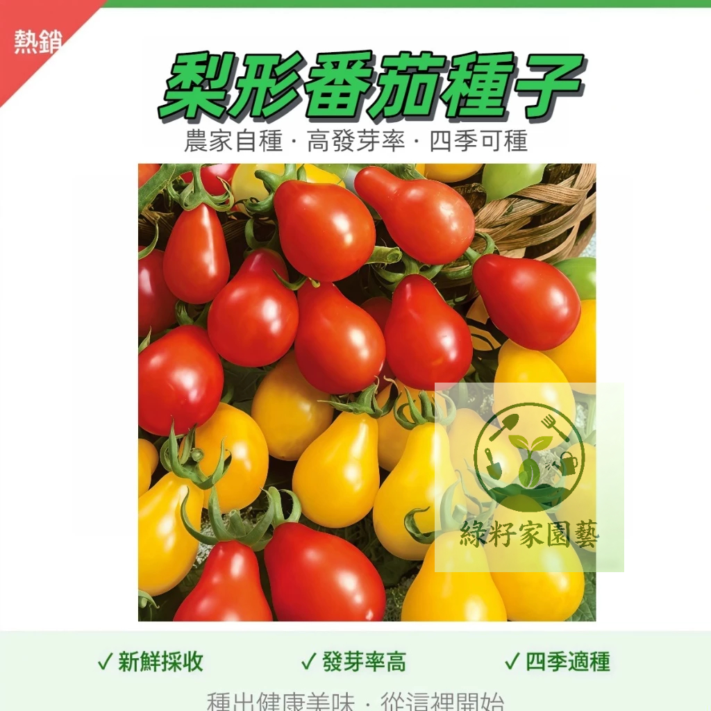 現貨【梨形番茄種子】當季新種 發芽率高易種植 紅洋梨黃洋梨番茄~中果型西紅柿子 高產瓜果蔬菜種子