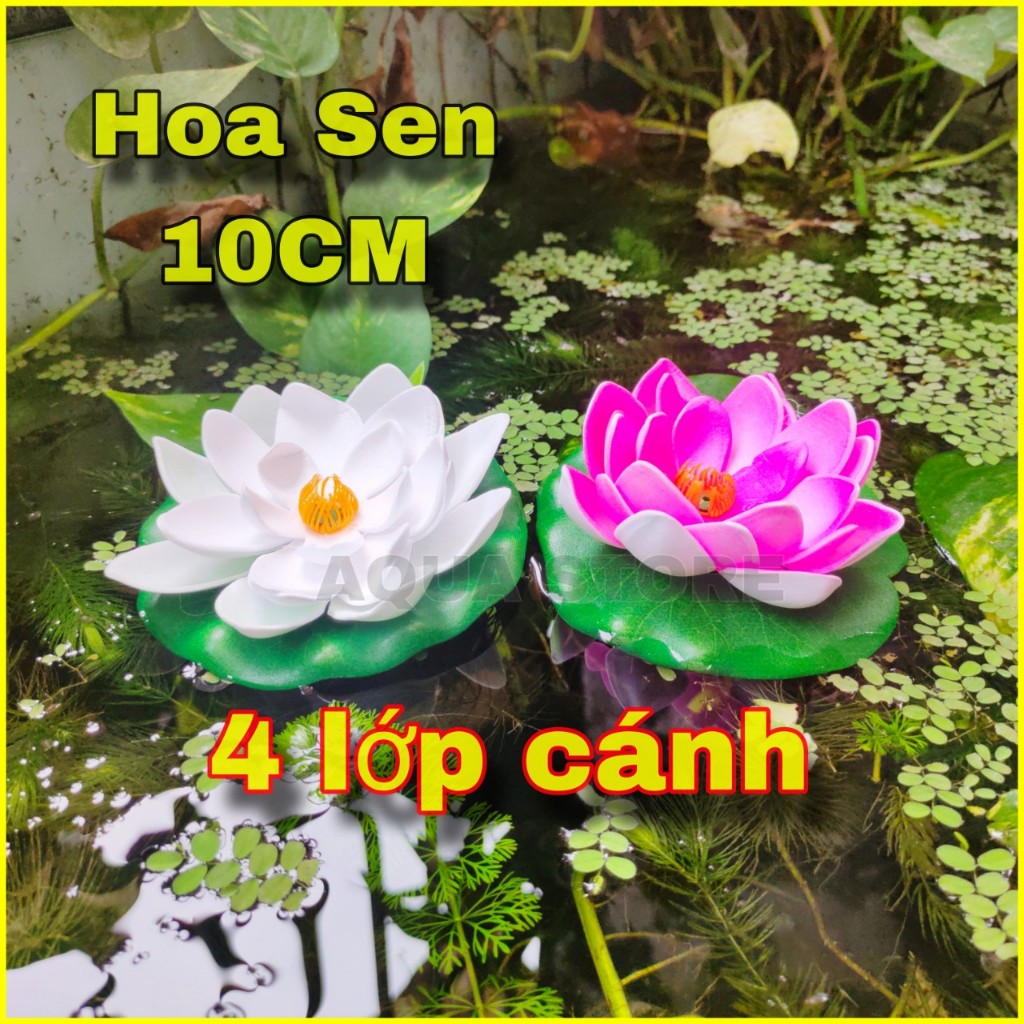 假蓮花10cm(4層)滴水碗美型