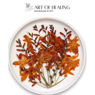 [AOH - Art of Healing] Pressed Fire Orchids decor 蠟燭、樹脂、筆記本、