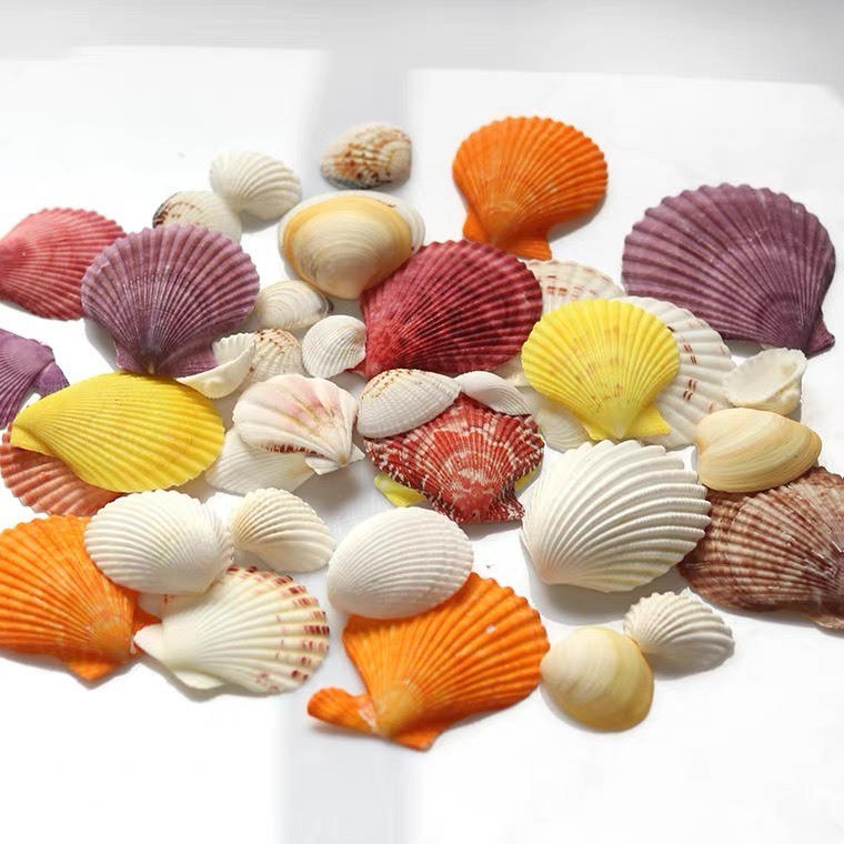 彩色扇貝貝殼、天然扇貝裝飾微縮模型、水族館、手工製品、翻蓋髮夾