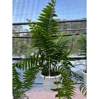 清掃蕨類植物,泰國蕨類植物(Neprololepis sp。 “薩白娘”)