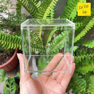 [SET 10] 亞克力模型,模型,產品,水生植物展示盒,尺寸 8x8x8cm